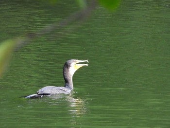 Great Cormorant 姫路城 Sat, 8/12/2023