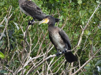 Great Cormorant 姫路城 Sat, 8/12/2023