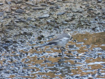 White Wagtail 姫路城 Sat, 8/12/2023