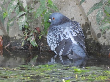 Rock Dove 姫路城 Sat, 8/12/2023