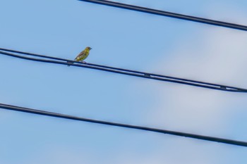 Yellow Bunting JGSDF Kita-Fuji Exercise Area Fri, 8/11/2023