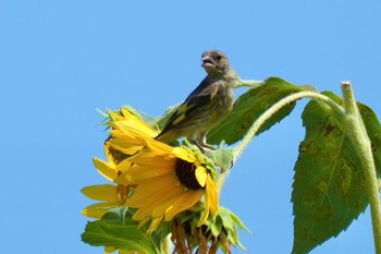 2023年8月19日(土) 平塚田んぼの野鳥観察記録