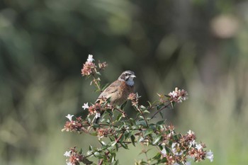 Meadow Bunting Teganooka Park Sun, 8/20/2023