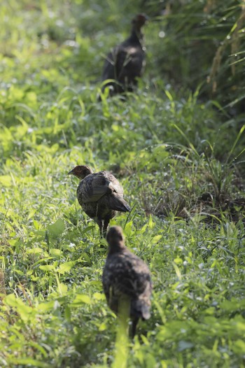 キジ 手賀の丘公園 2023年8月20日(日)