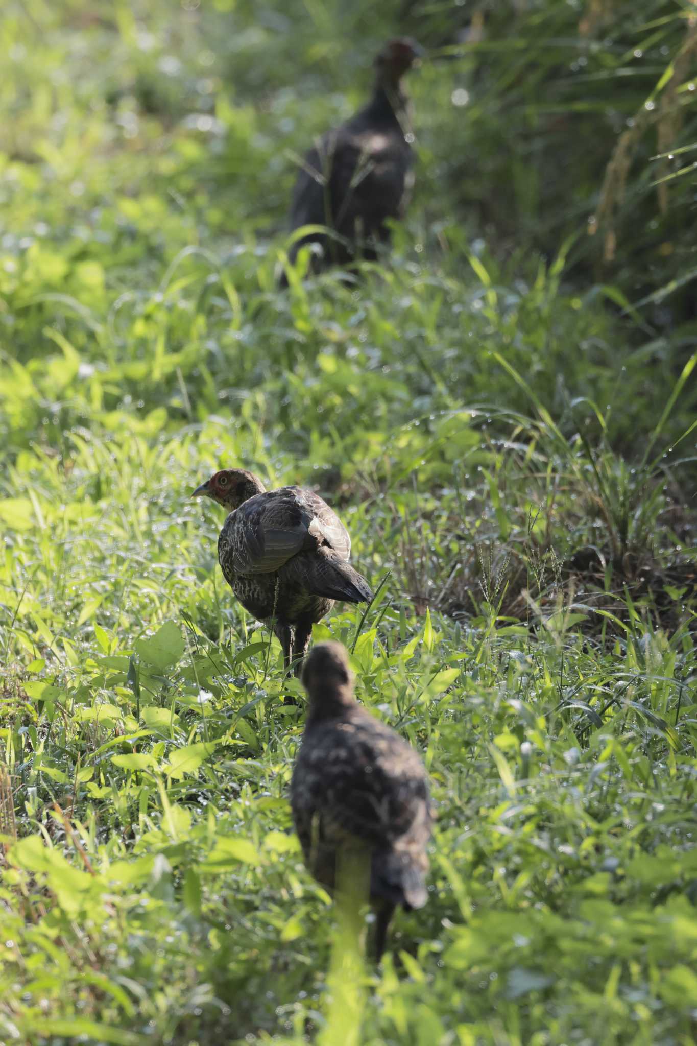 Green Pheasant