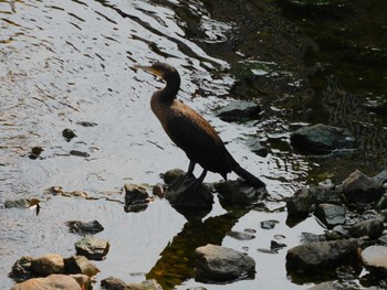 カワウ 平和の森公園、妙正寺川 2023年8月20日(日)