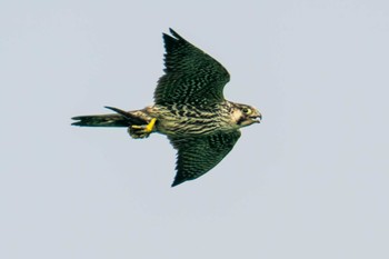 Peregrine Falcon 大沼(宮城県仙台市) Sun, 8/20/2023