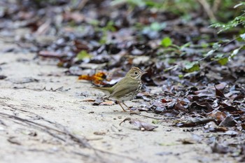 Ovenbird Vigia Chico(Mexico) Tue, 1/9/2018