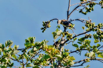 Chestnut-cheeked Starling JGSDF Kita-Fuji Exercise Area Sat, 8/12/2023