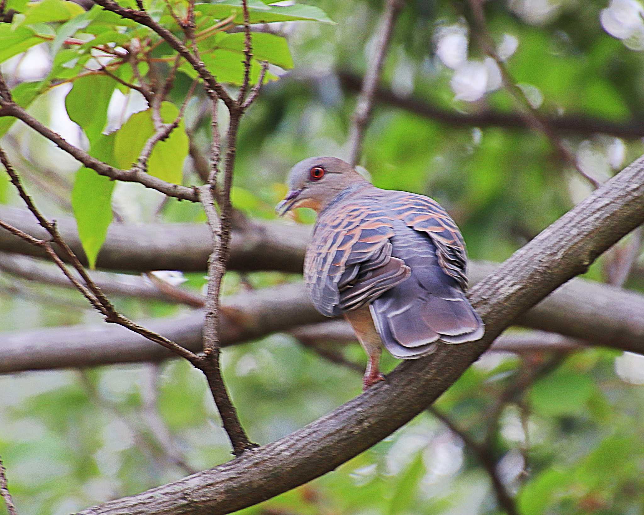 Photo of Oriental Turtle Dove at 大仙公園 by Ken Mimura