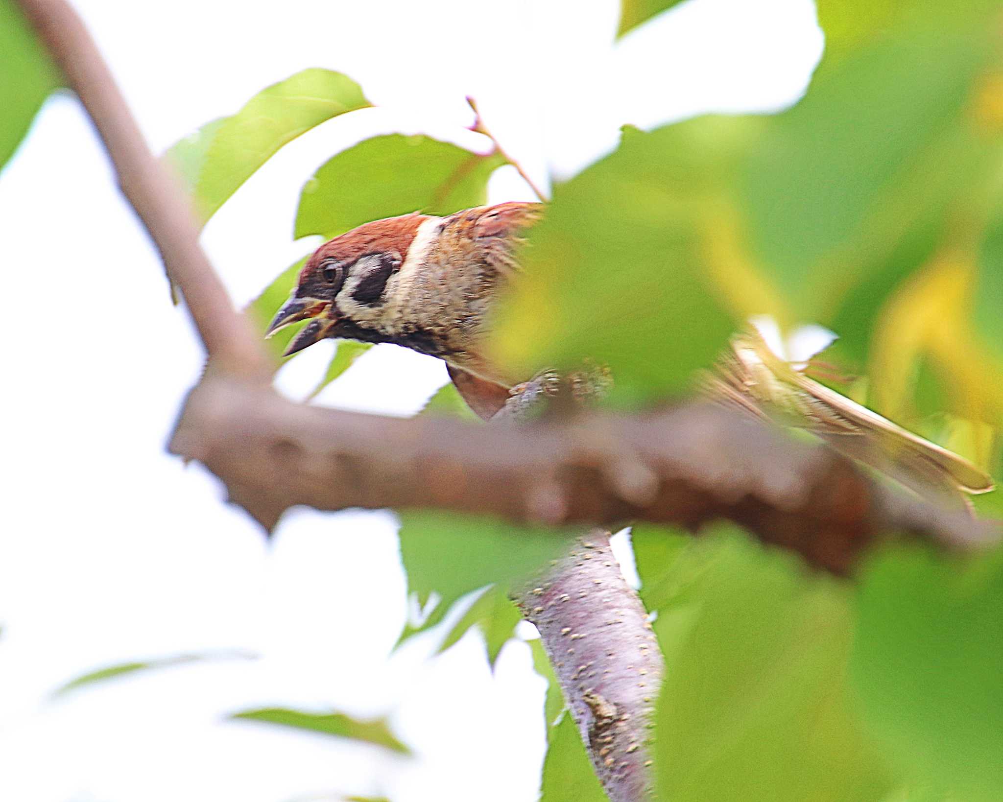 Eurasian Tree Sparrow