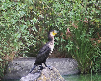 カワウ 大仙公園 2023年8月19日(土)