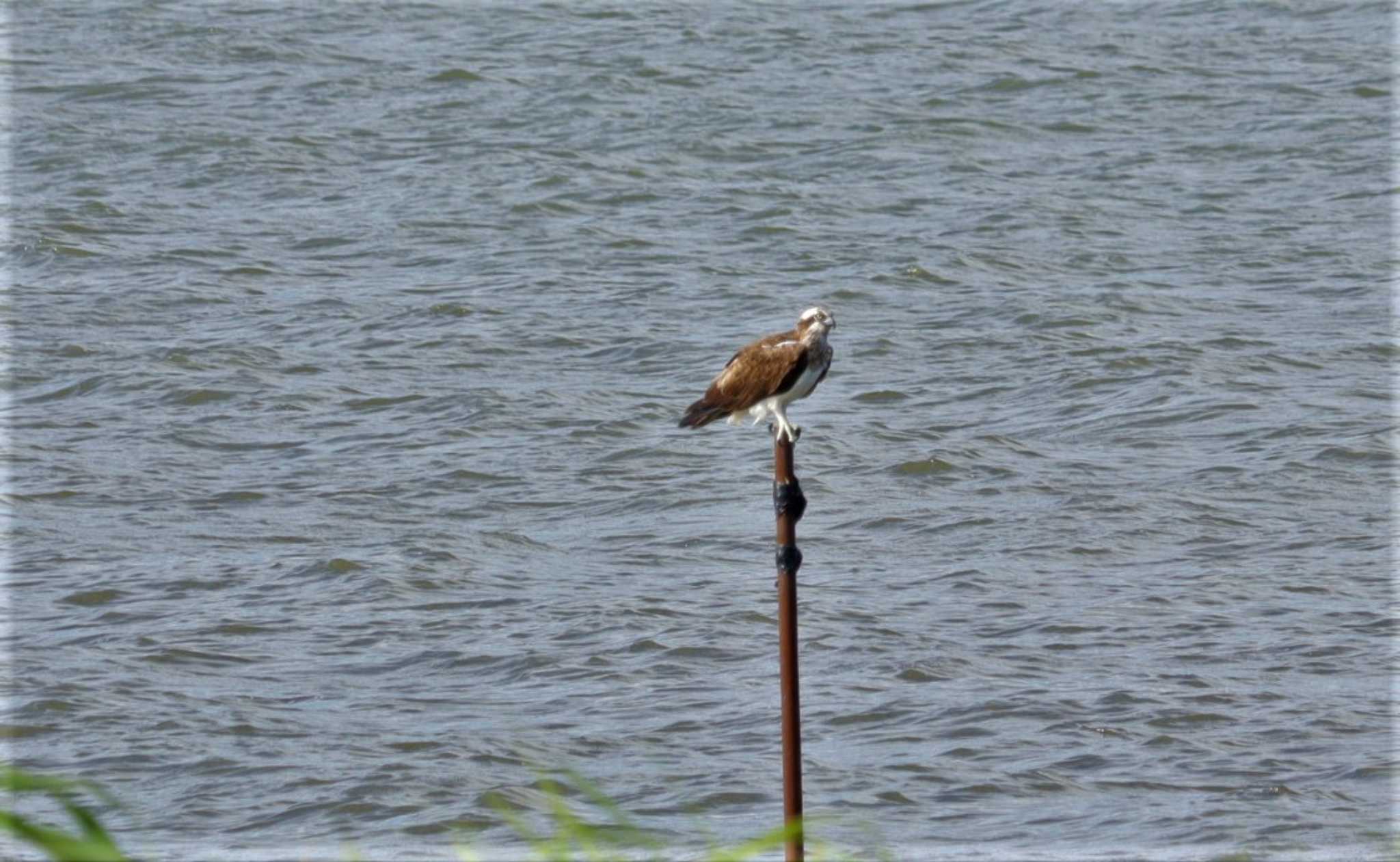 Osprey