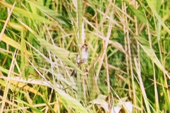 Marsh Grassbird 妙岐ノ鼻 Thu, 8/10/2023