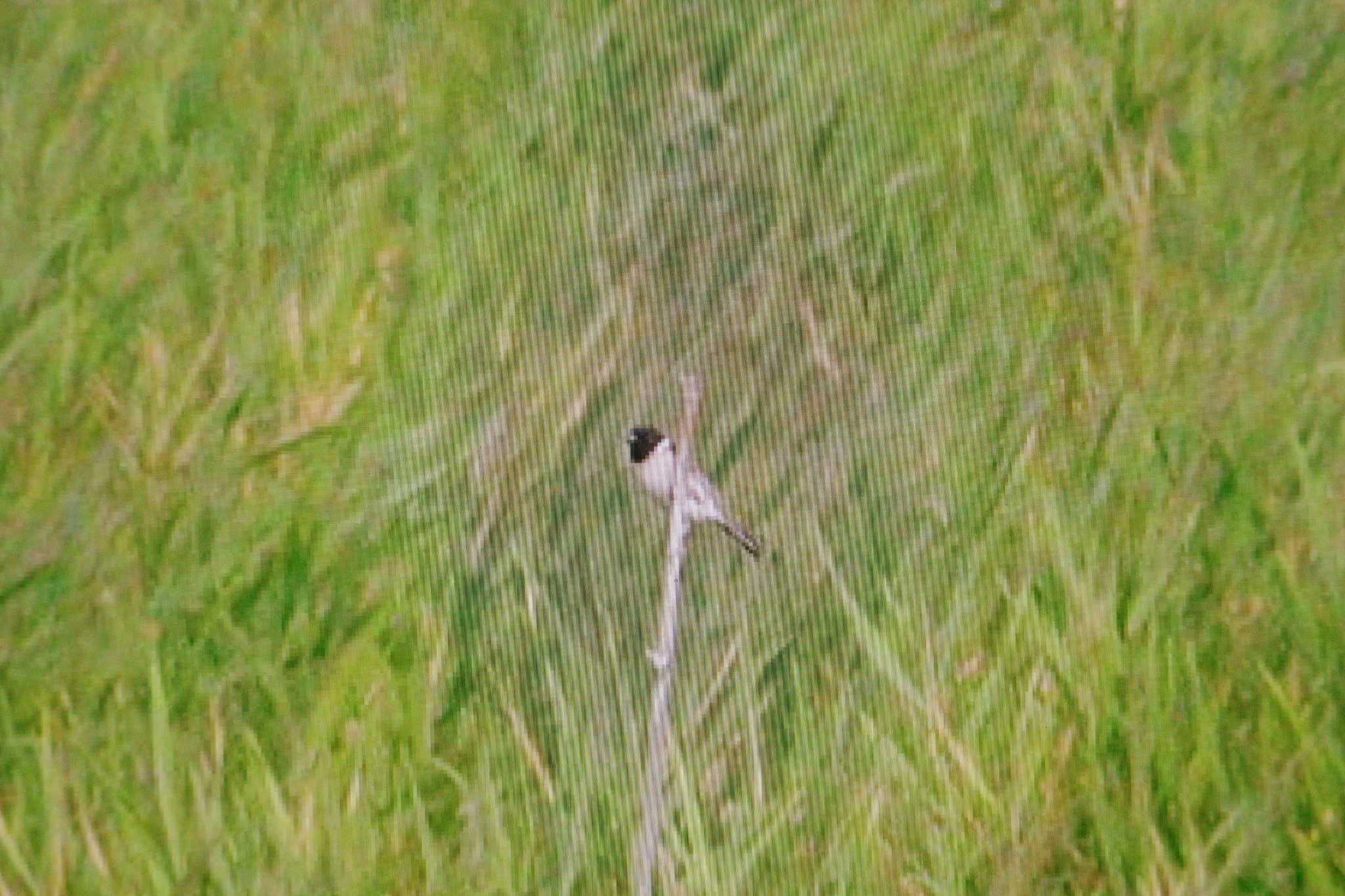 Ochre-rumped Bunting