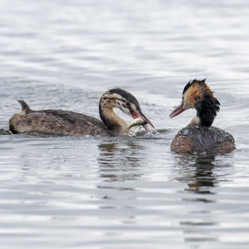 Great Crested Grebe 大沼(宮城県仙台市) Sun, 8/20/2023