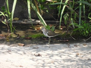 2023年8月20日(日) 境川遊水地公園の野鳥観察記録