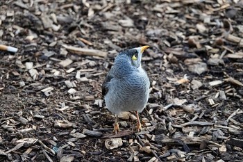 Noisy Miner シドニー Wed, 6/27/2018