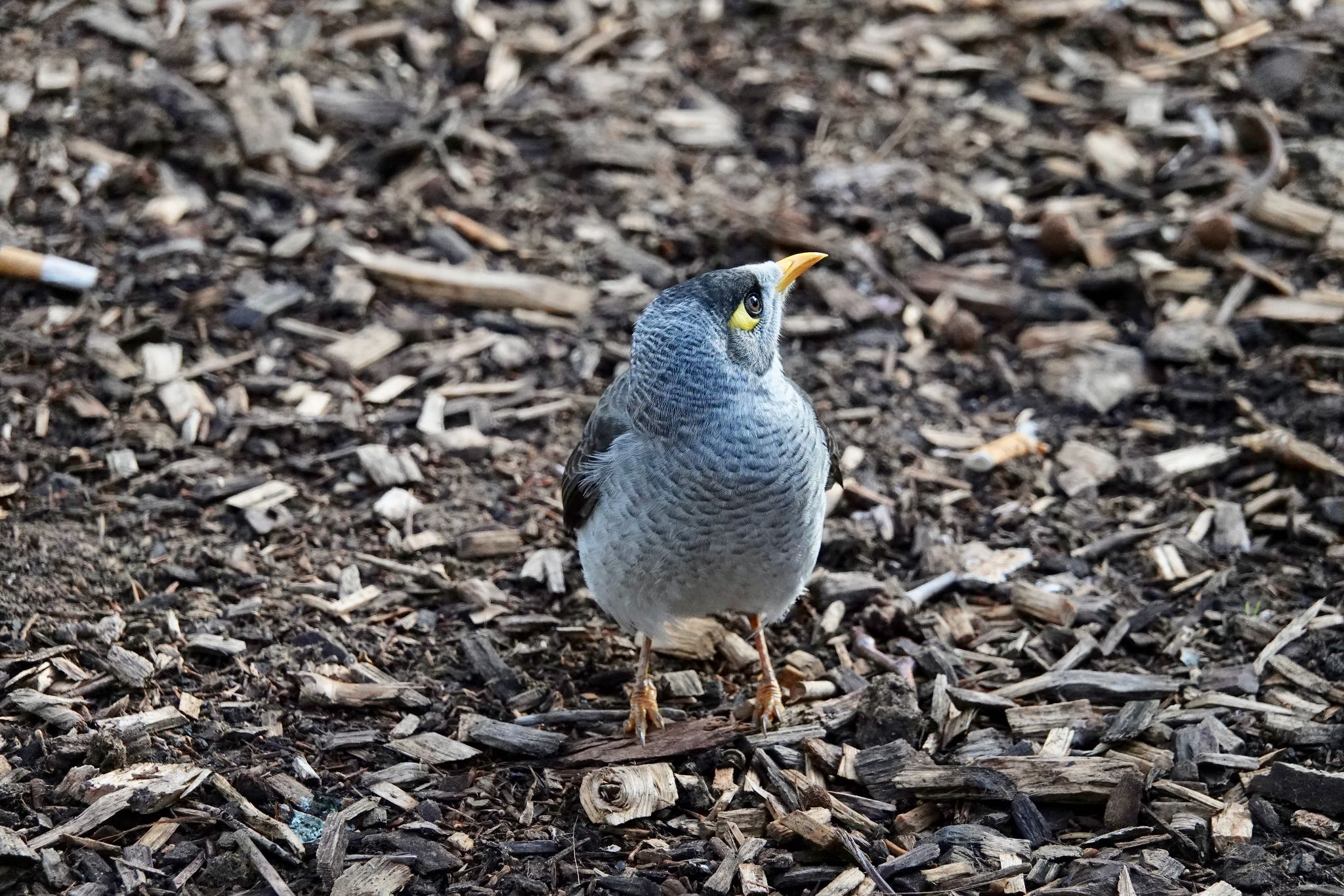 Photo of Noisy Miner at シドニー by のどか
