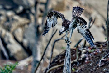 2023年8月19日(土) 早戸川林道の野鳥観察記録