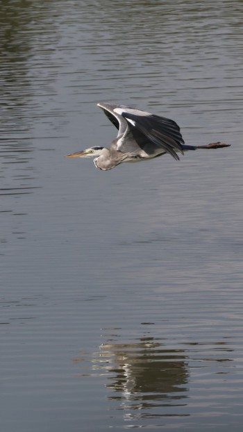 Grey Heron Unknown Spots Unknown Date