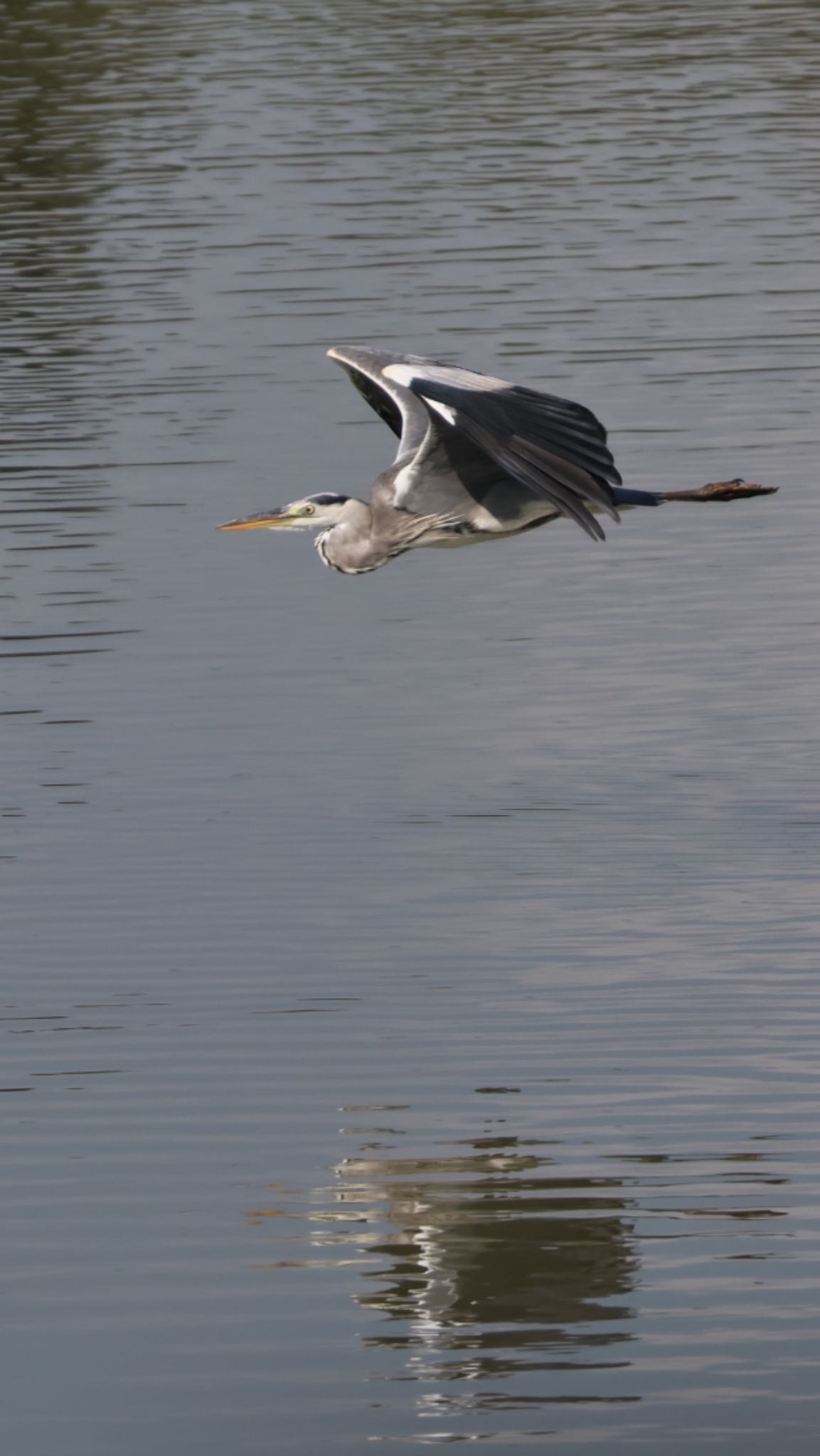 Photo of Grey Heron at  by soul.number.358