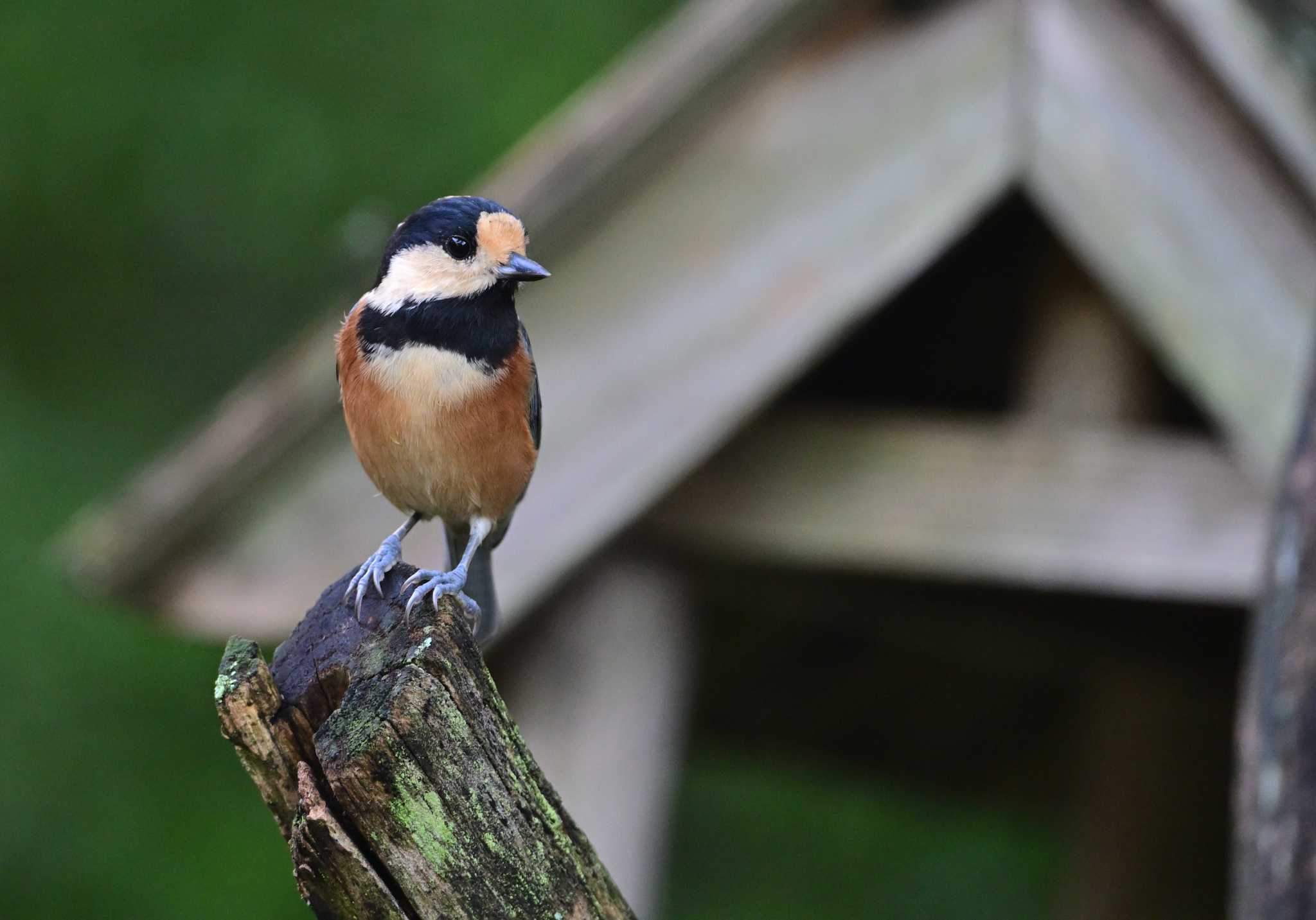 Varied Tit