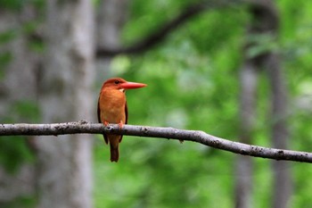 Ruddy Kingfisher Unknown Spots Mon, 7/9/2018