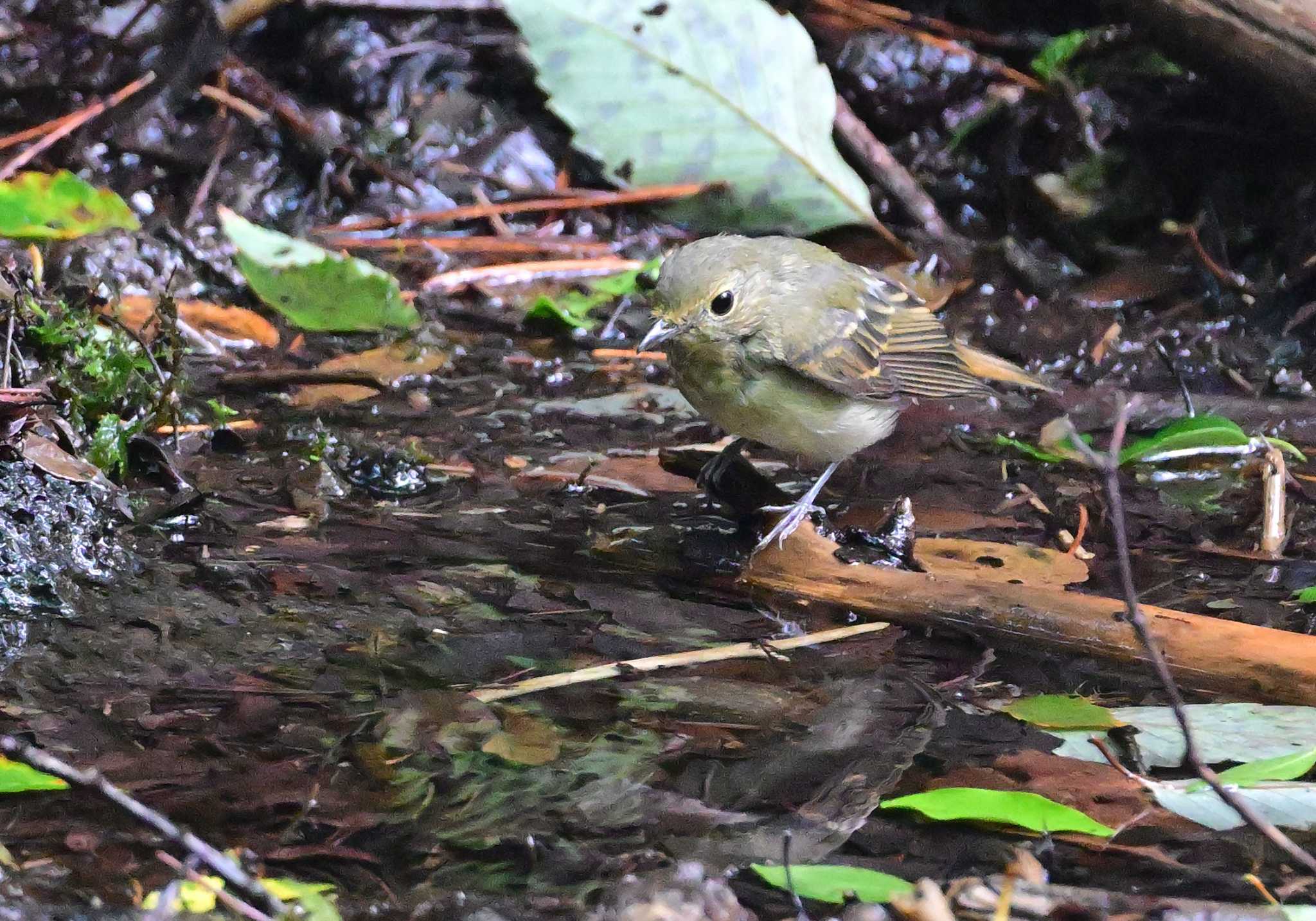 Photo of Narcissus Flycatcher at 西湖野鳥の森公園 by 塩コンブ