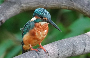 2023年8月20日(日) 茶臼山の野鳥観察記録