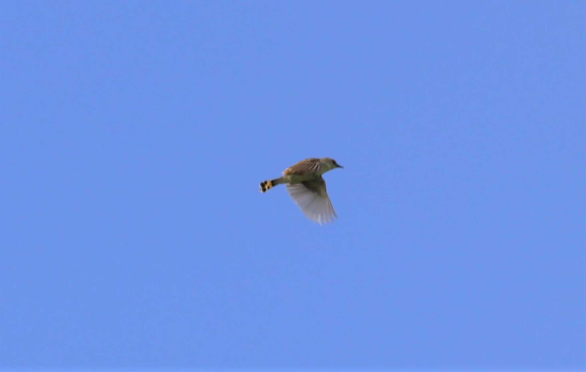 Zitting Cisticola