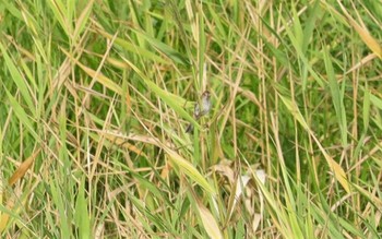 Marsh Grassbird 妙岐ノ鼻 Thu, 8/10/2023