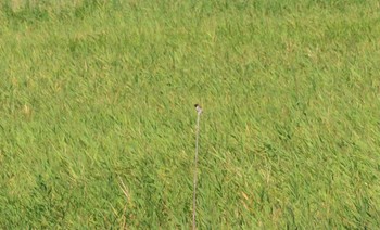 Ochre-rumped Bunting 妙岐ノ鼻 Thu, 8/10/2023