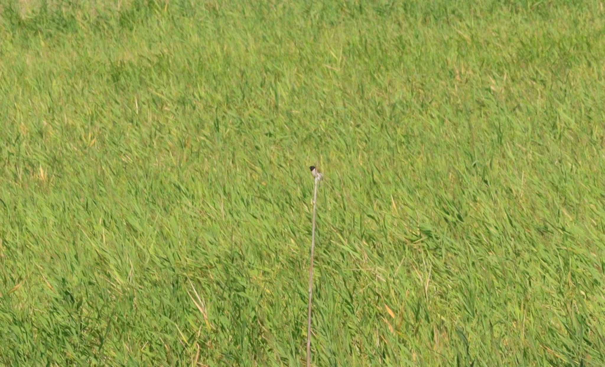 Ochre-rumped Bunting