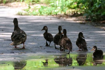 Mallard 上高地 Sat, 8/19/2023