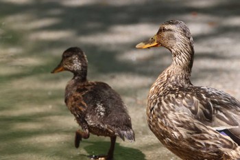 マガモ 上高地 2023年8月19日(土)