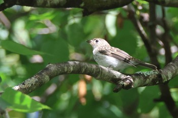 Asian Brown Flycatcher 上高地 Sat, 8/19/2023