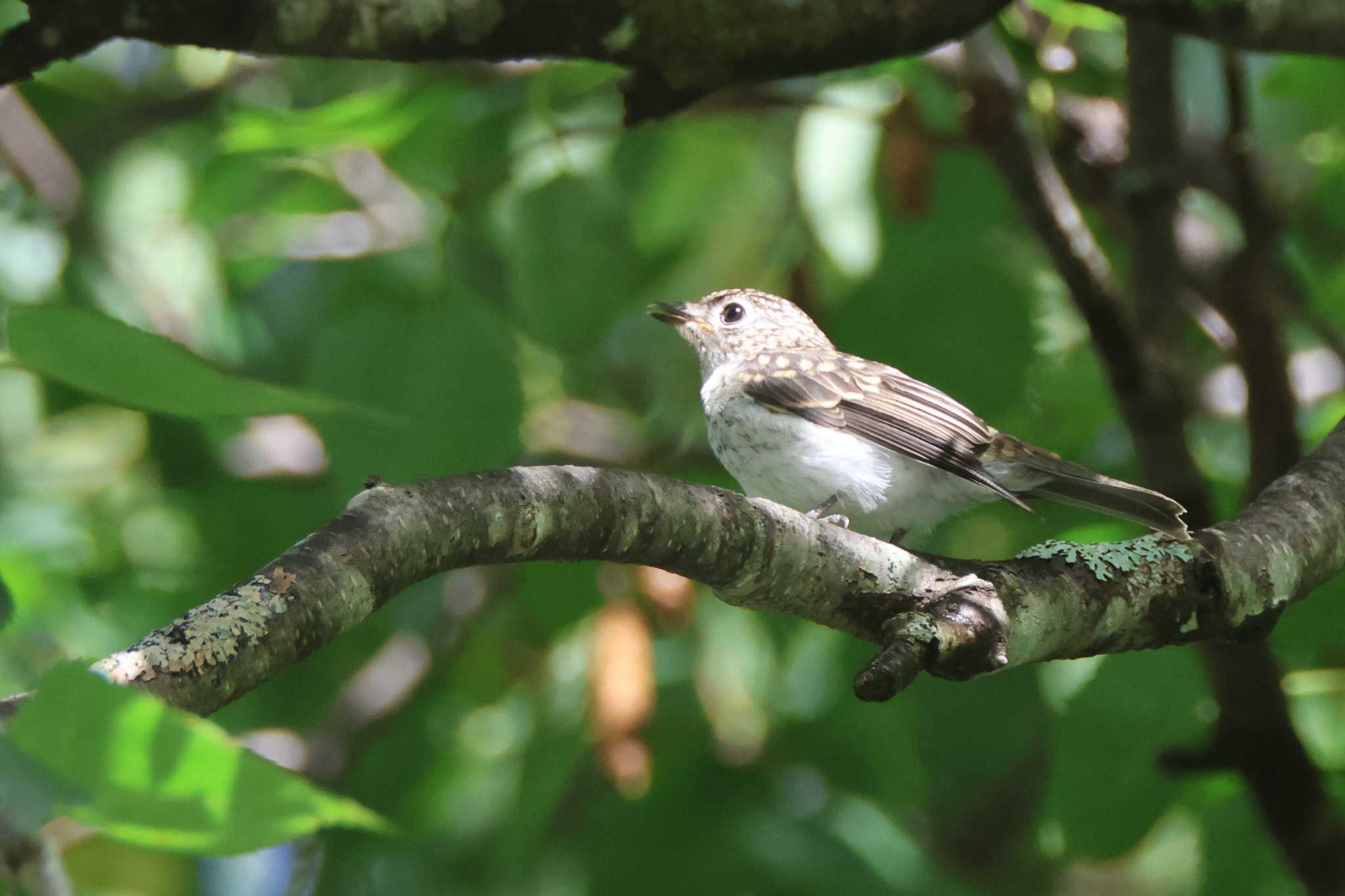 Photo of Asian Brown Flycatcher at 上高地 by OHモリ