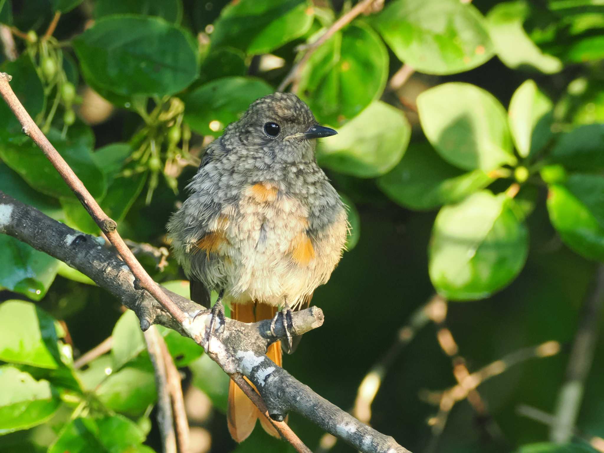 Photo of Daurian Redstart at 清里 by ぴろり