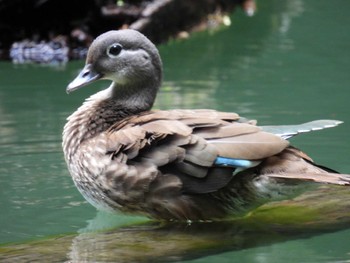 Mandarin Duck 十二湖(青森県深浦町) Sat, 8/12/2023