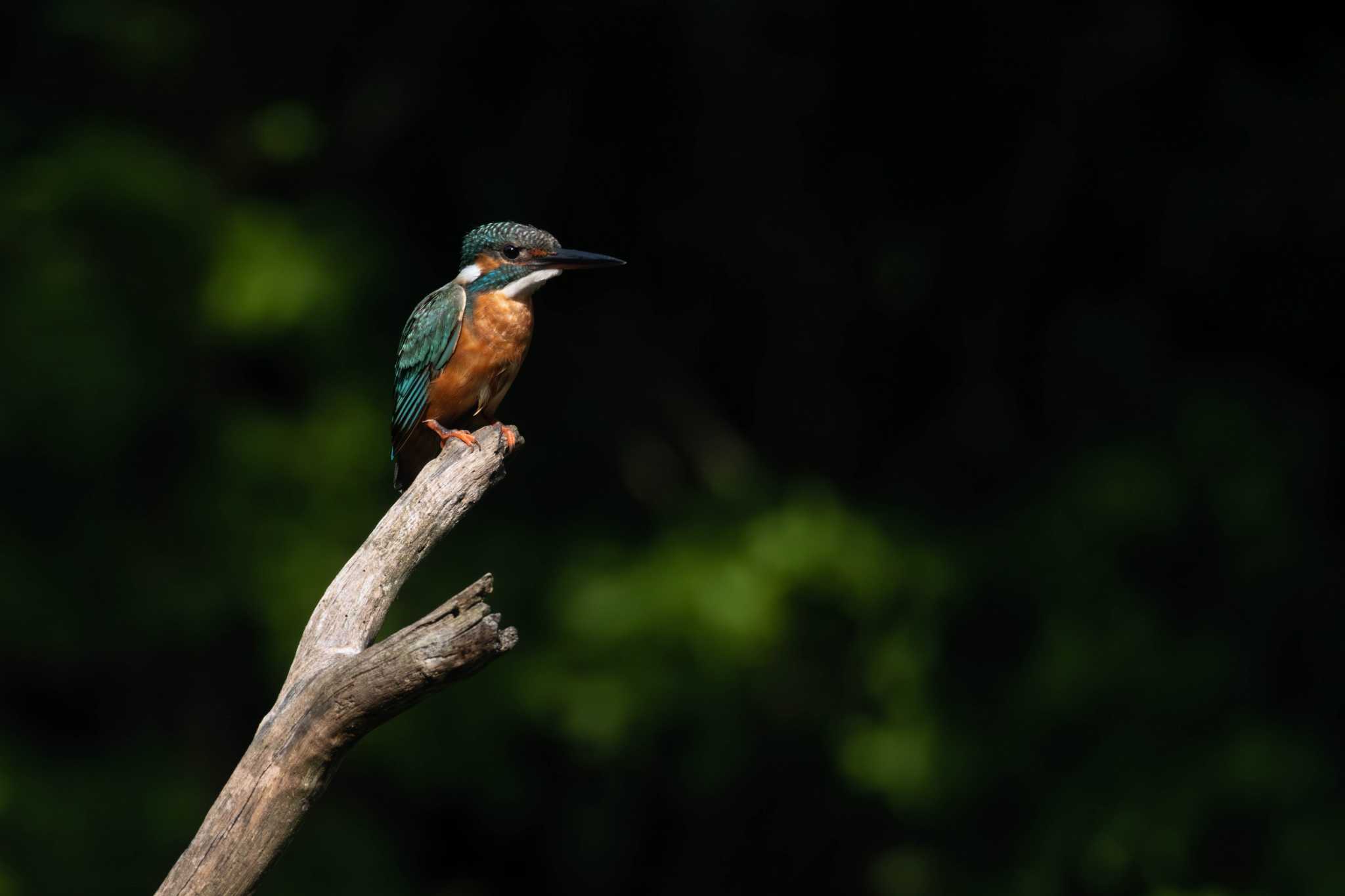 Common Kingfisher