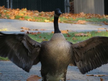 カナダガン Stanley Park 2019年10月29日(火)