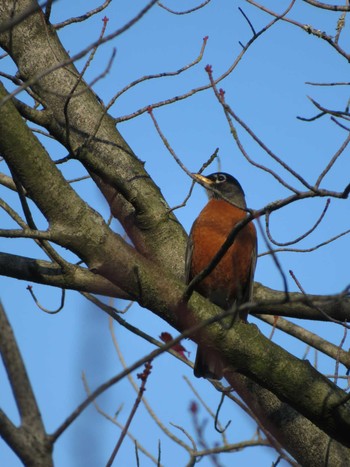 American Robin Stanley Park Tue, 10/29/2019