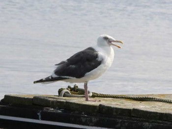 Glaucous-winged Gull 石狩浜 Sun, 8/20/2023