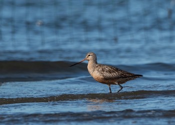 Bar-tailed Godwit