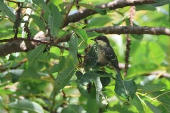 Coal Tit 上高地 Sat, 8/19/2023