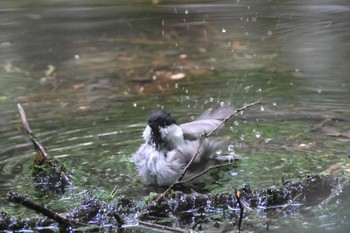 Willow Tit 上高地 Sat, 8/19/2023