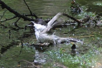 Willow Tit 上高地 Sat, 8/19/2023