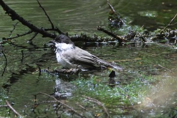 Willow Tit 上高地 Sat, 8/19/2023