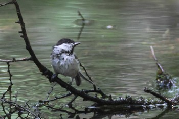 Willow Tit 上高地 Sat, 8/19/2023